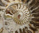 Choffaticeras (Daisy Flower) Ammonite #41667-2